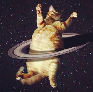 Space Cat
